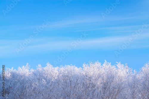 Fototapeta Naklejka Na Ścianę i Meble -  Treetops, branches in frost, snow against a blue sky with clouds on a sunny frosty day. Beautiful winter background with a copy of the space.
