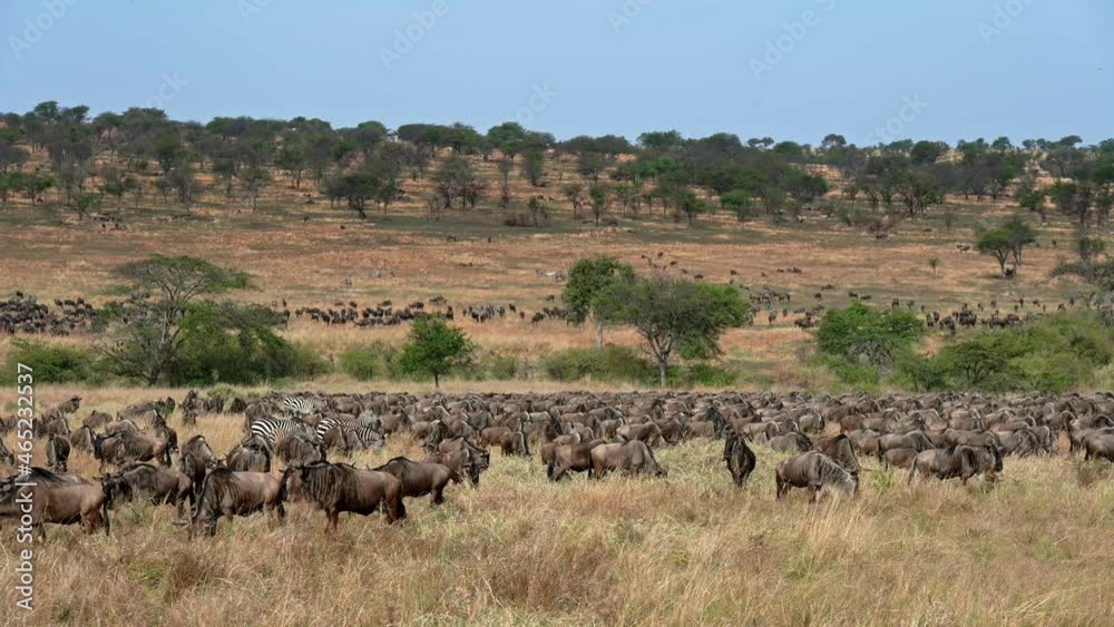 huge herd of blue wildebeest (Connochaetes mearnsi) and Zebras on great migration thru Serengeti National Park, Tanzania, Africa huge herd of blue wildebeest (Connochaetes mearnsi) and Zebras on great migration thru Serengeti National Park, Tanzania, Africa