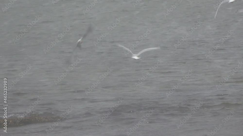 Seagulls fish in the wild during heavy rain Seagulls fish in the wild during heavy rain