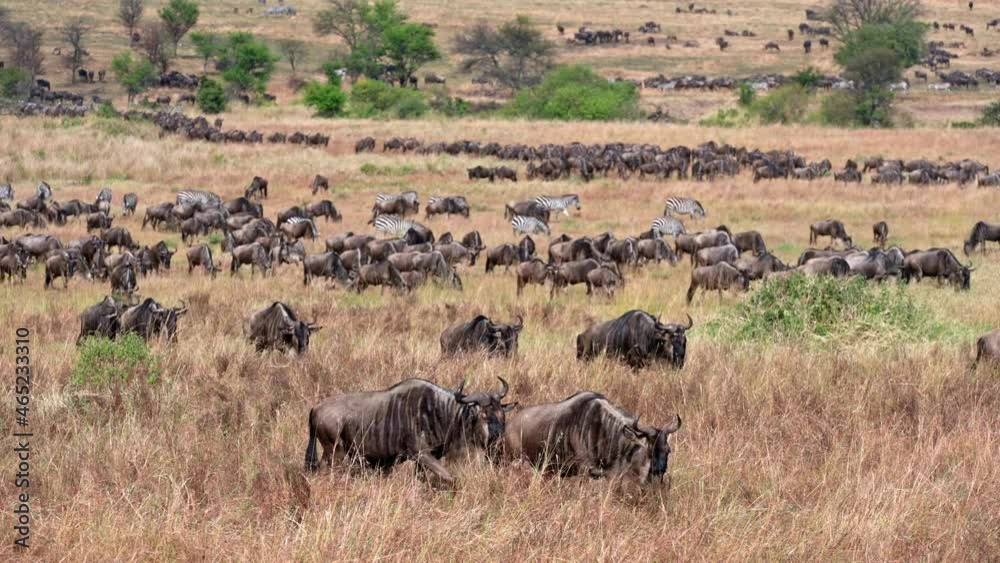 huge herd of blue wildebeest (Connochaetes mearnsi) and Zebras on great migration thru Serengeti National Park, Tanzania, Africa huge herd of blue wildebeest (Connochaetes mearnsi) and Zebras on great migration thru Serengeti National Park, Tanzania, Africa