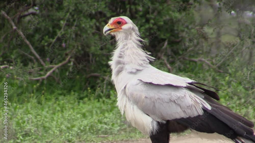 secretarybird in green savanna, yawns, opening beak and showing nictitating eye membrane, medium shot side view secretarybird in green savanna, yawns, opening beak and showing nictitating eye membrane, medium shot side view
