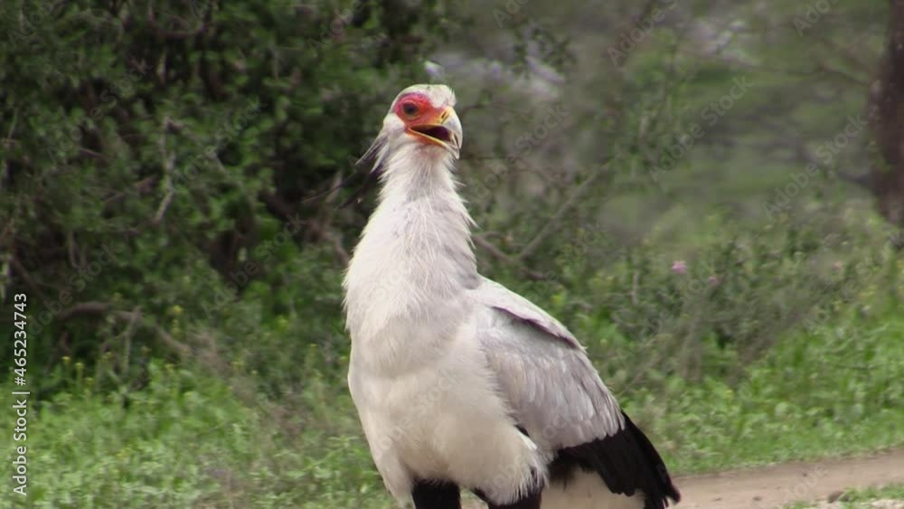 secretarybird in green savanna, yawns, opening beak and showing nictitating eye membrane, medium shot front view secretarybird in green savanna, yawns, opening beak and showing nictitating eye membrane, medium shot front view