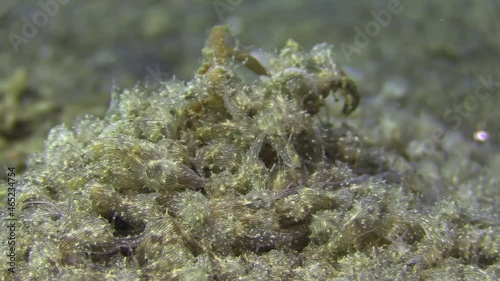 underwater invasion: hundreds of lined sea hares crawl over aa dead crab during daylight, completely covering it, close-up shot photo