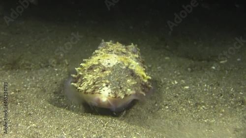 broad club cuttlefish disappears: turns away from camera during night, swims a short distance over sandy bottom, stirs up sand waiting for the sand to cover its body and become invisible photo