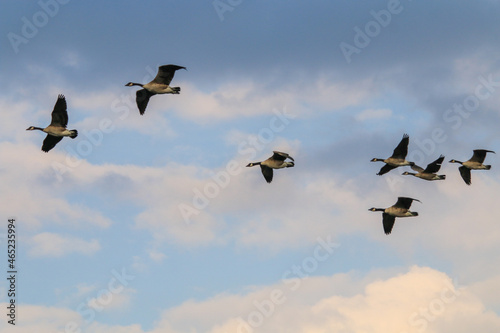 Fototapeta Low angle shot of a gaggle of geese flying under the blue cloudy sky above Bruss