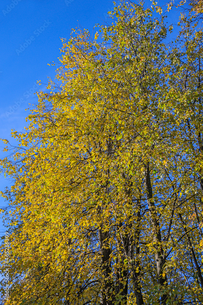 Lime trees with yellowed leaves in the morning sun Lime trees with yellowed leaves in the morning sun