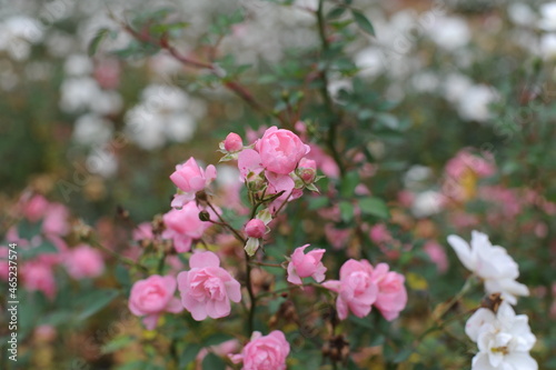 Roses in bloom and blossom in a garden