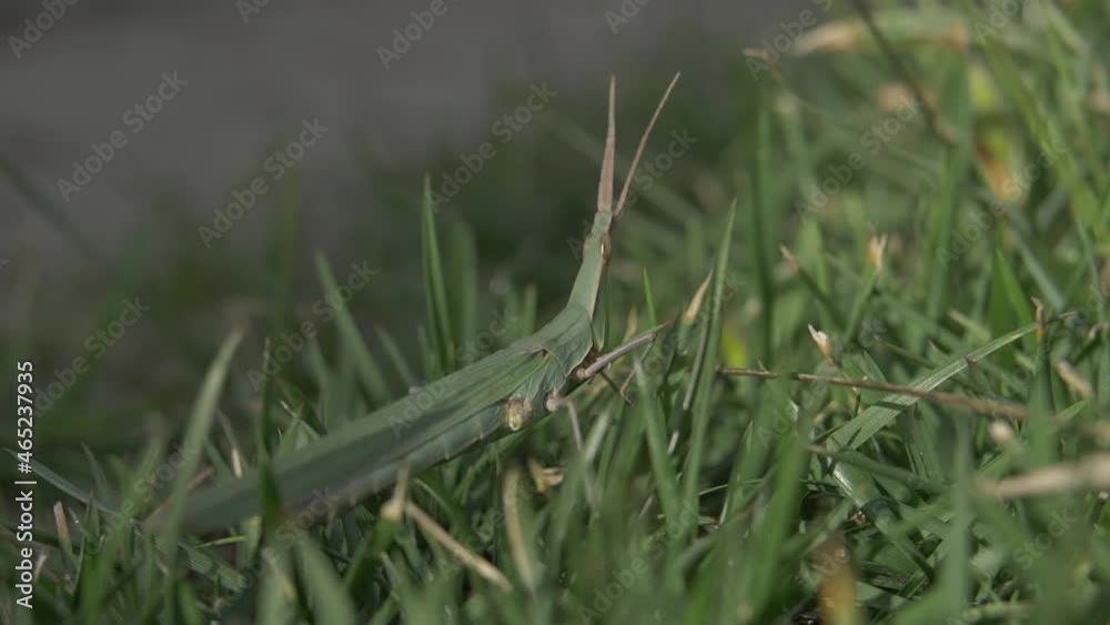 Green Grasshopper on Blade of Grass Green Grasshopper on Blade of Grass
