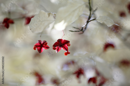 Euonymus europaeus. deciduous shrub. Red fruits and orange seeds of the spindle tree. White leaf spindle tree. Burning-bush with red toxic fruits in autumn. Selective focus