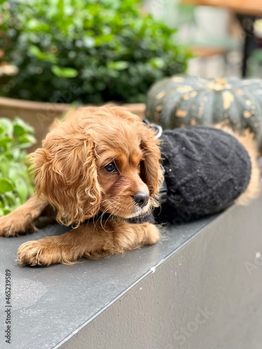 Adorable yellowish cavoodle puppy dog wearing a black vest sitting next to a big pumpkin  photo