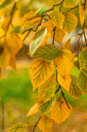 Bright yellow birch leaves on the tree in the autumn season.