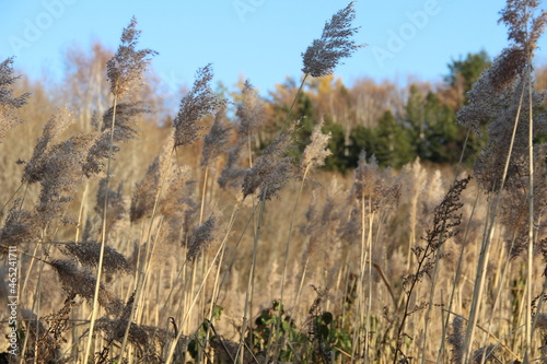 Grass in October, autumn dry plants