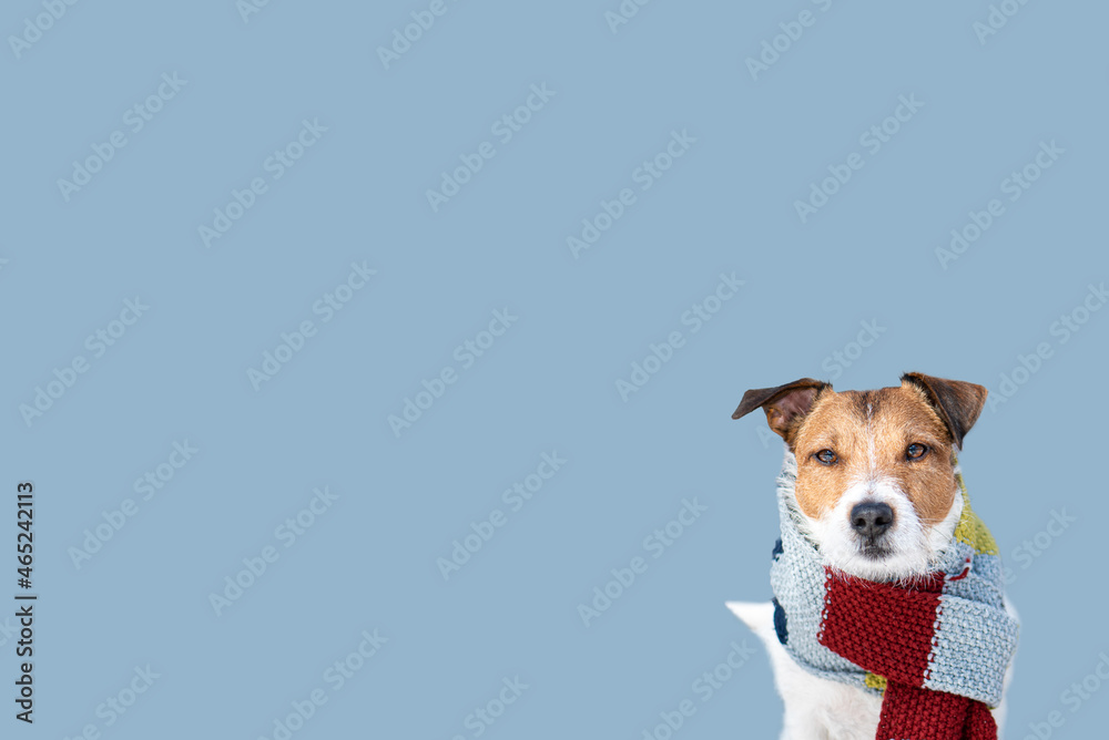 Winter weather background with dog in warm scarf ready for cold temperatures and extreme weather