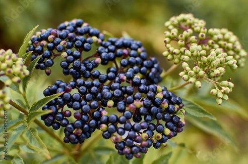 black Elderberry Medicinal plant in meadow 
