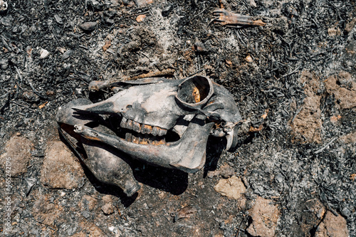 Skull of animal killed in wildfire photo