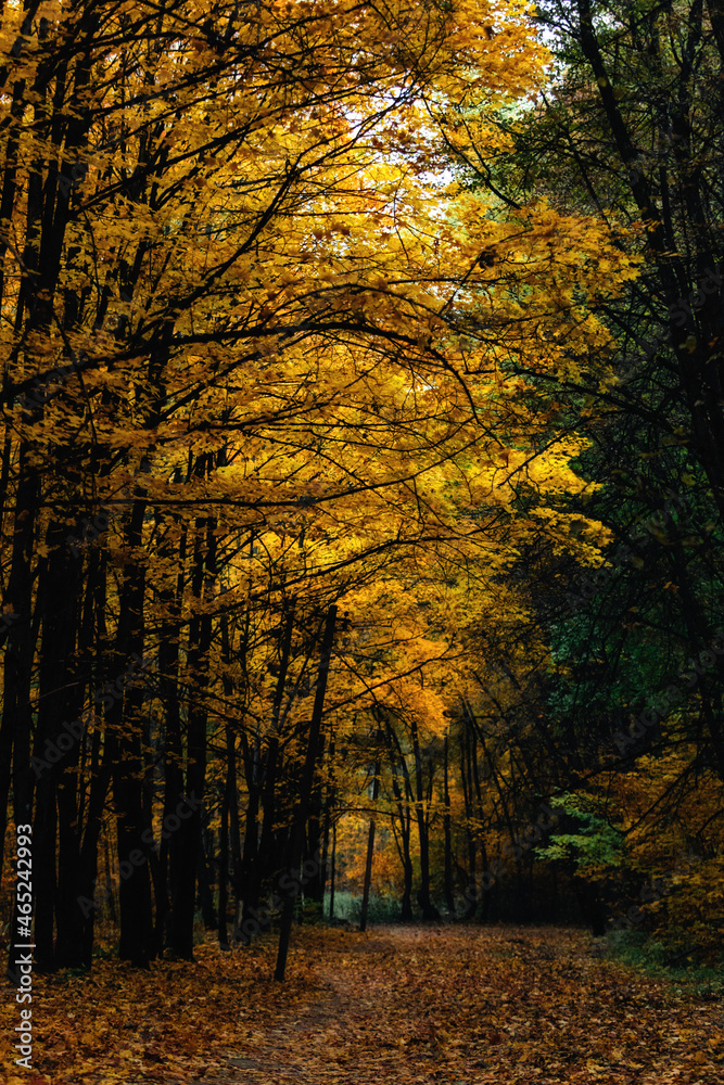 golden autumn in the forest. a beautiful picturesque alley among the trees during leaf fall. a peaceful landscape of nature without people. yellow foliage underfoot