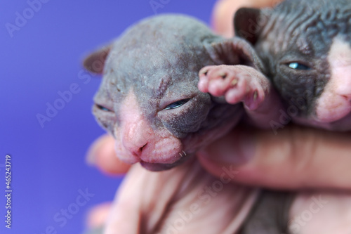 Caring female doctor's hand holds Canadian Sphynx Cat twins, two weeks of age, before medical examination. Blue background. Extreme close-up. Concepts and ideas of pet health protection.