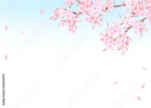 美しく華やかな桜の花と花びら舞い散る春の爽やか青空フレーム背景ベクター素材イラスト
