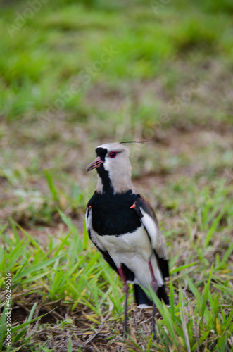 southern lapwing in the grass