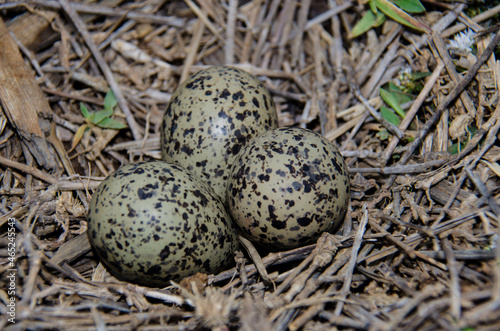 southern lapwing nest