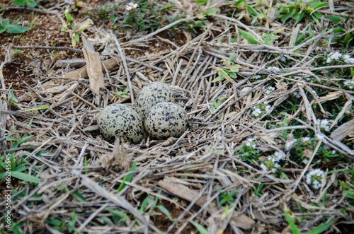 southern lapwing nest