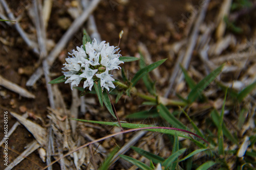 close up of a white weed flower
