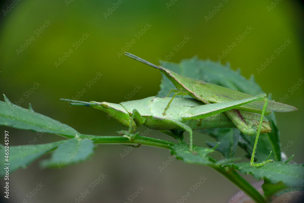 Mating pair of Narrow head green grasshopper, Pyrgomorpha species, Satara, Maharashtra, India Mating pair of Narrow head green grasshopper, Pyrgomorpha species, Satara, Maharashtra, India