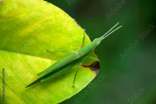 Narrow head green grasshopper, Pyrgomorpha species, Satara, Maharashtra, India photo