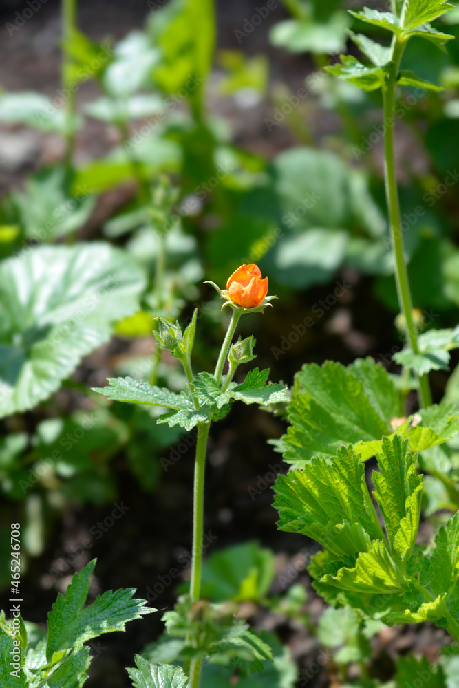 Obraz premium Dwarf orange avens