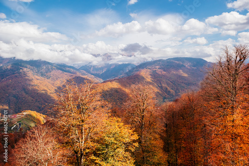 Top view of colorful trees in the Caucasian mountains.