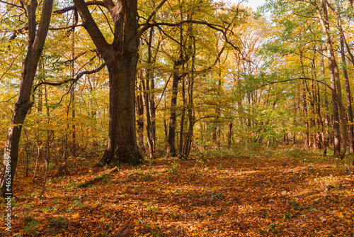 Jesienny słoneczny dzień w liściastym lesie. © boguslavus