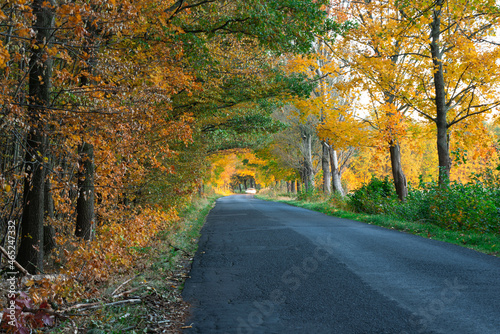 Asfaltowa droga przez liściasty las. Jest jesień, większość liści na drzewach ma żółty kolor. © boguslavus