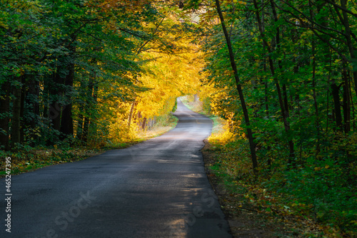Asfaltowa droga przez liściasty las. Jest jesień, większość liści na drzewach ma żółty kolor.