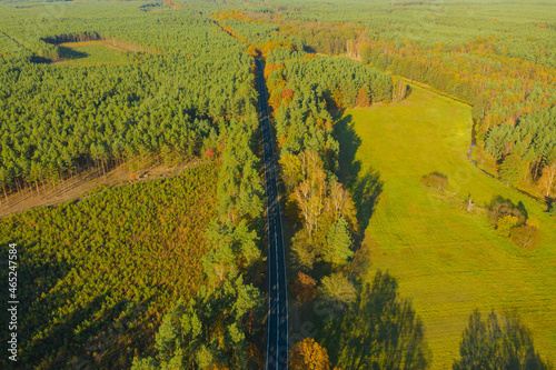 Asfaltowa droga w mieszanym, liściasto iglastym lesie. Jest jesień, liście na liściastych drzewach i krzewach mają żółty i brązowy kolor. Zdjęcie z drona.