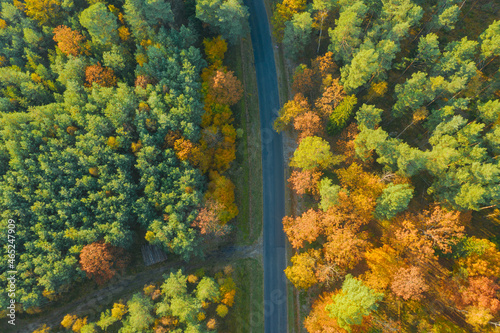 Asfaltowa droga w mieszanym, liściasto iglastym lesie. Jest jesień, liście na liściastych drzewach i krzewach mają żółty i brązowy kolor. Zdjęcie z drona. © boguslavus
