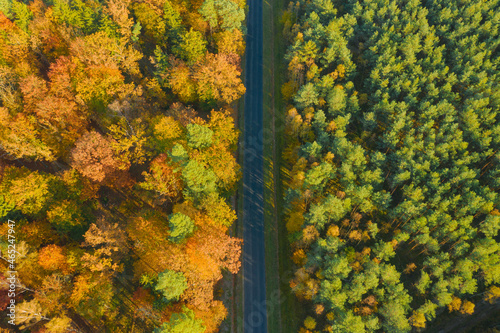 Asfaltowa droga w mieszanym, liściasto iglastym lesie. Jest jesień, liście na liściastych drzewach i krzewach mają żółty i brązowy kolor. Zdjęcie z drona. © boguslavus