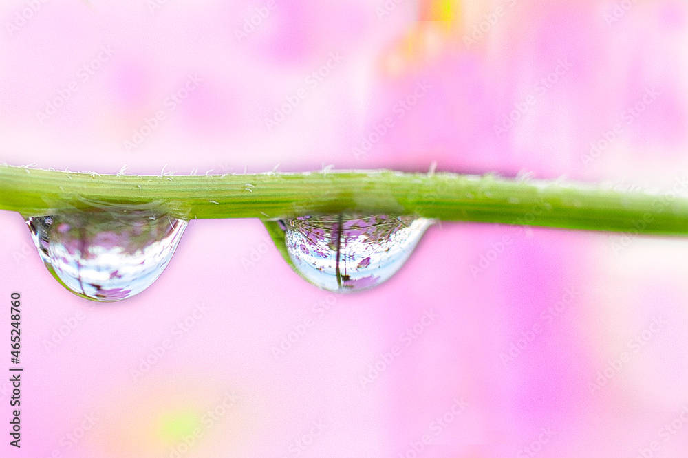 Fototapeta premium コスモスと雨のしずくマクロ撮影