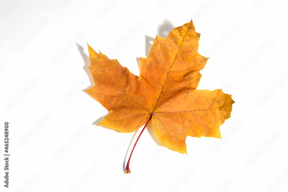 Autumn yellow orange wedge leaf close up isolated on white background. Autumn yellow orange wedge leaf close up isolated on white background.