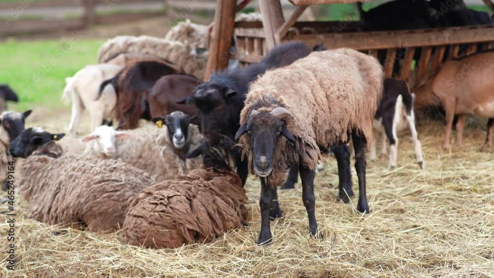 Goats graze in a farm clearing Goats graze in a farm clearing