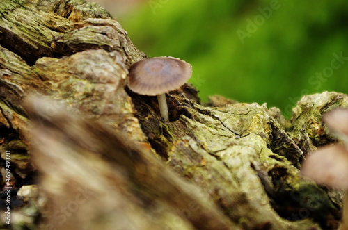 Mushrooms growing from a tree on a trunk. Autumn season. Mushrooms on a tree stump. European forest nature at fall, environmental concept.