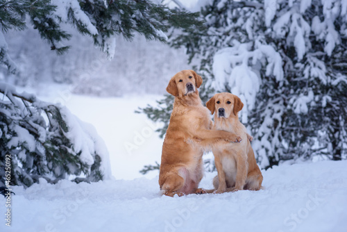 Fototapeta Naklejka Na Ścianę i Meble -  two golden retriever dogs are hugging in the forest in winter near snow-covered trees