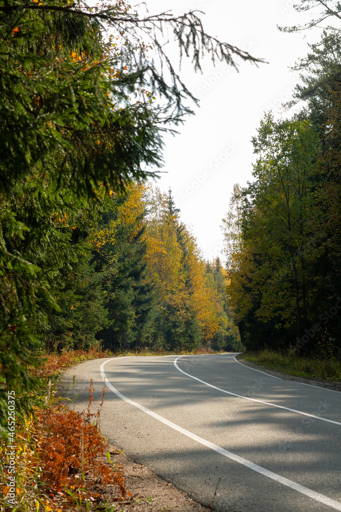 Fototapeta premium road in autumn forest