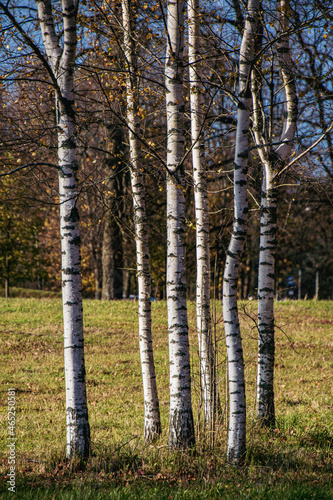 Fototapeta Naklejka Na Ścianę i Meble -  Birch trunks in the meadow.