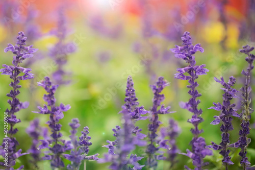 Lavender Flowers in the garden, Colorful flowers background.