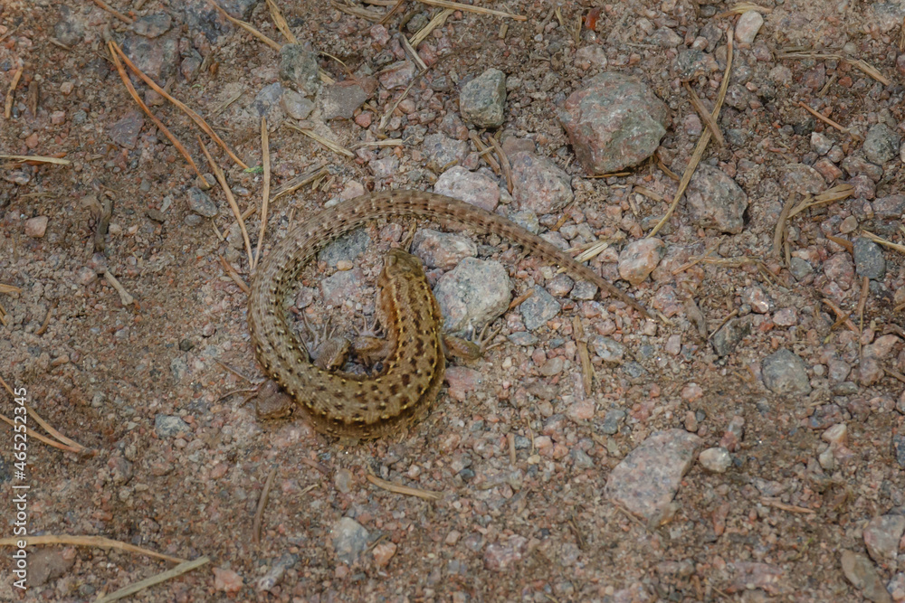 Fototapeta premium A brownish-gray lizard curled up on the dirt road. A camouflaged animal on a summer day.