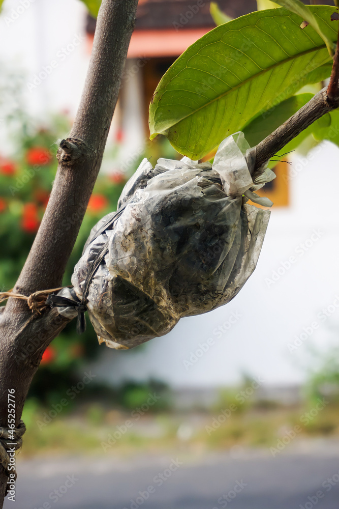 Wrapping Tree Roots grafting a tree by wrapping the branch with soil and covering it using ...