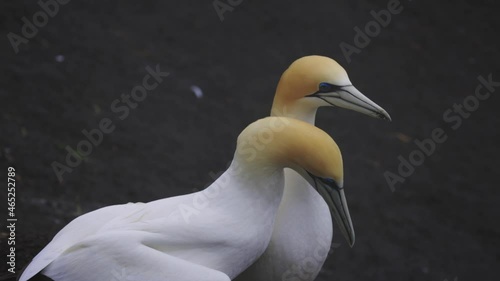 Gannets in courtship, Muriwai, New Zealand photo