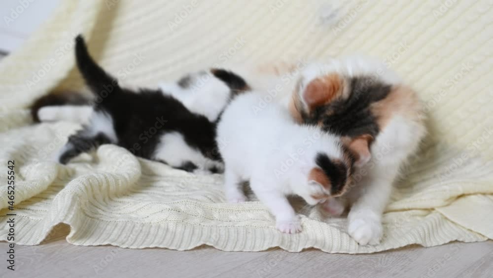 cute little fluffy kitten cat playing looking at the camera close up sitting cat mother. High quality 4k footage cute little fluffy kitten cat playing looking at the camera close up sitting cat mother. High quality 4k footage