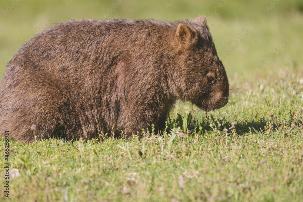 Common Wombat, Kangaroo Valley, NSW, Australia Common Wombat, Kangaroo Valley, NSW, Australia
