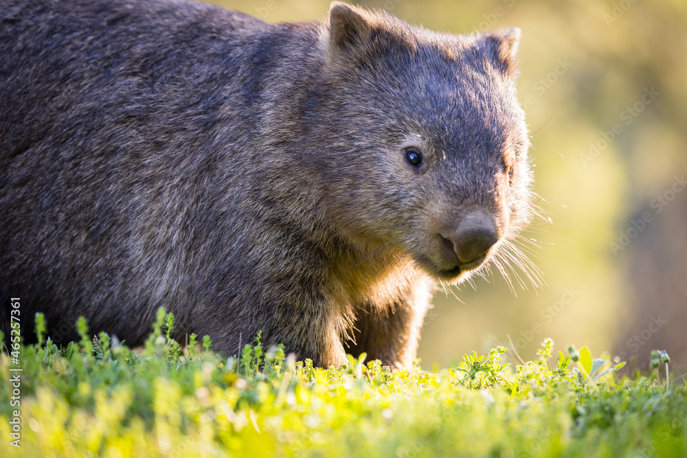 Common Wombat, Kangaroo Valley, NSW, Australia Common Wombat, Kangaroo Valley, NSW, Australia